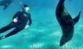 Sorrento Sightseeing Cruise With Dolphin And Seal Swim Thumbnail 1