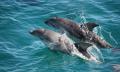 Sorrento Sightseeing Cruise With Dolphin And Seal Swim Thumbnail 4