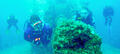 Moreton Island Scuba Diving Thumbnail 1