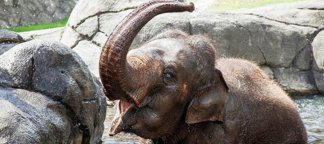Auckland Zoo Elephant