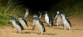 Phillip Island Nature Parks Penguin Parade Entry Thumbnail 4
