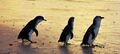 Phillip Island Nature Parks Penguin Parade Entry Thumbnail 6