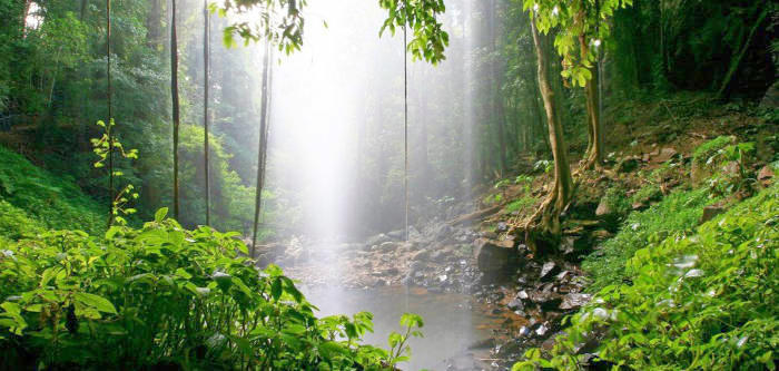Free Things To Do  Dorrigo National Park