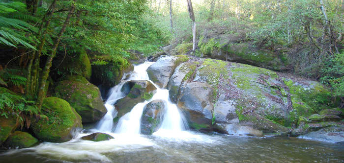 Free Things To Do  The Warburton Rainforest Gallery