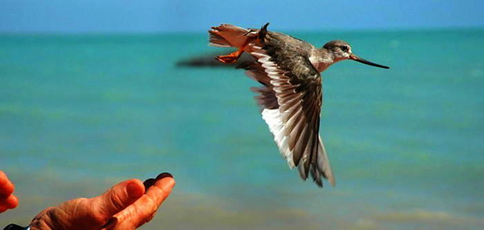 Free Things To Do  Broome Bird Observatory