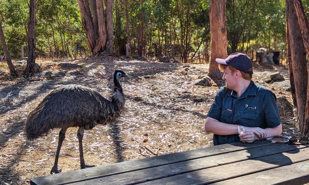 Emu