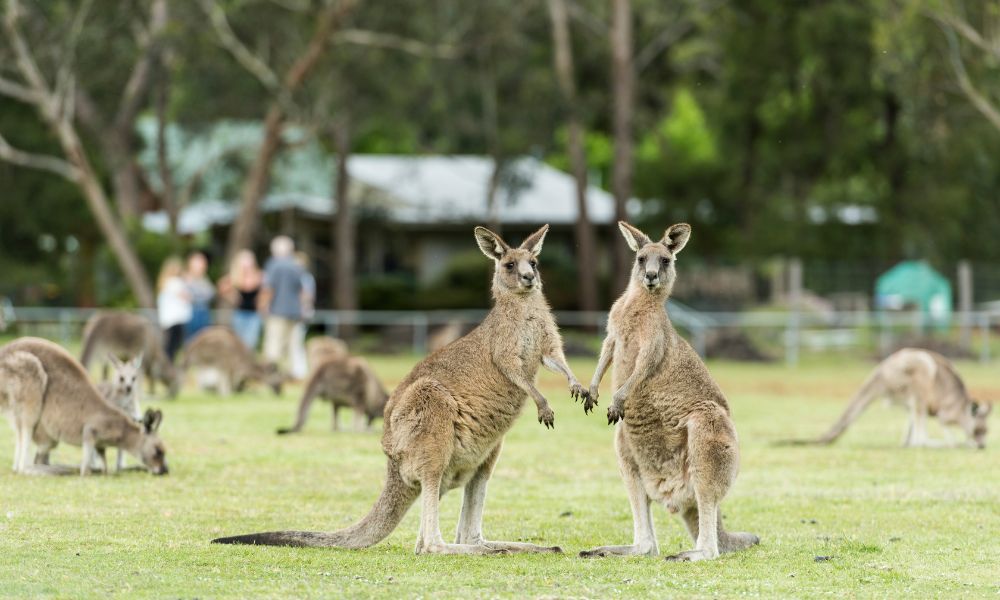 Kangeroos