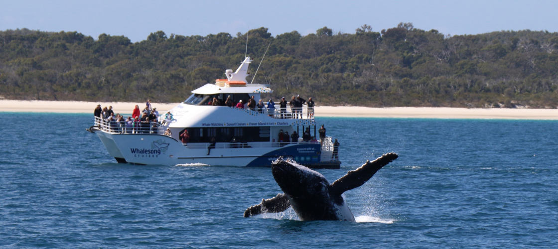whalesongcruises