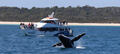 Hervey Bay Extended Morning or Afternoon + Sunset Whale Watching Cruise Thumbnail 1