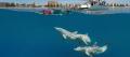Adelaide Swim with Wild Dolphins Cruise Thumbnail 2