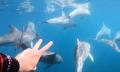 Adelaide Swim with Wild Dolphins Cruise Thumbnail 1