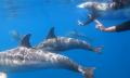 Adelaide Swim with Wild Dolphins Cruise Thumbnail 3