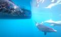 Adelaide Swim with Wild Dolphins Cruise Thumbnail 6