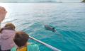 Fullers Bay of Islands Hole in the Rock Dolphin Cruise Thumbnail 4