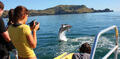 Bay of Islands Hole in the Rock Dolphin Cruise Thumbnail 2
