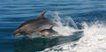 Bay of Islands Hole in the Rock Dolphin Cruise Thumbnail 5