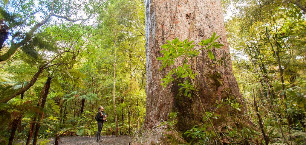 Free Things To Do  Waipoua Forest