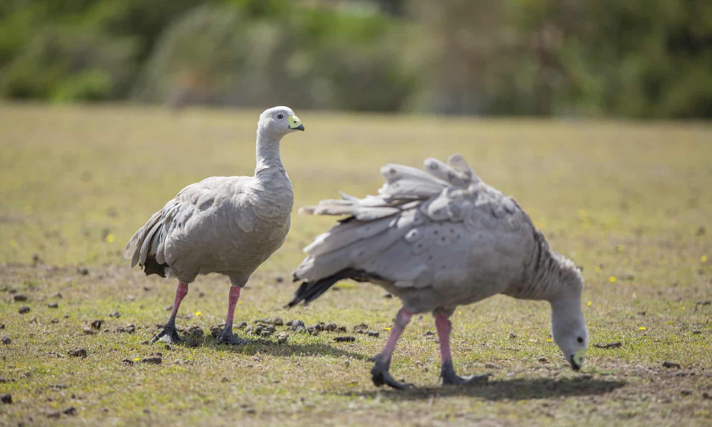 Maria Island ducks