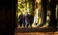 Treetops Adventure Twilight Tours Thumbnail 5