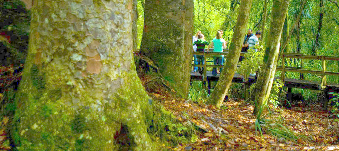 Discover Hokianga