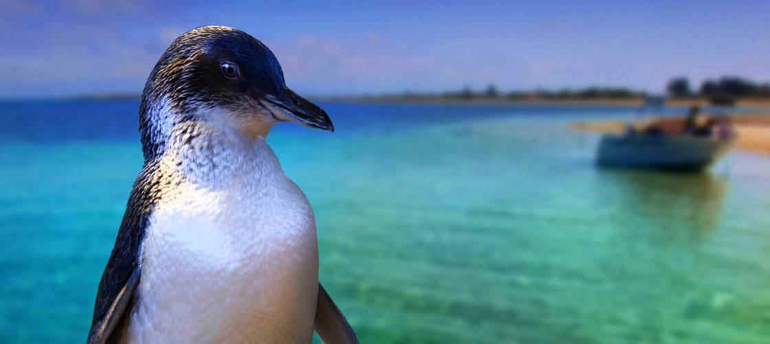 penguin island tours